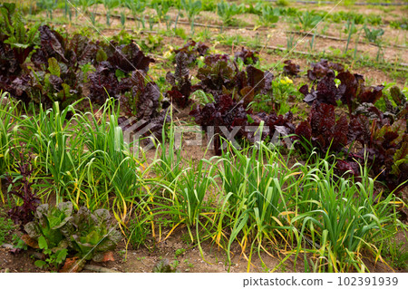 Vegetables growing in kitchen garden Vegetables growing in kitchen garden 102391939