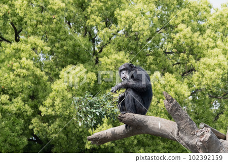 Chimpanzee 102392159