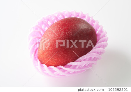 白色背景上的芒果（歐文品種） 102392201