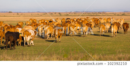 Herd of cows is grazing in the steppe of Hungary Herd of cows is grazing in the steppe of Hungary 102392210