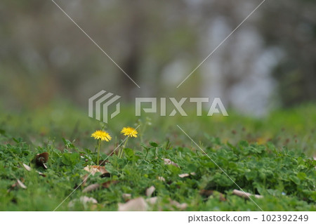 two dandelion flowers two dandelion flowers 102392249