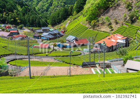 《Shizuoka Prefecture》Tea fields in the sky, a quiet village in the mountains 102392741