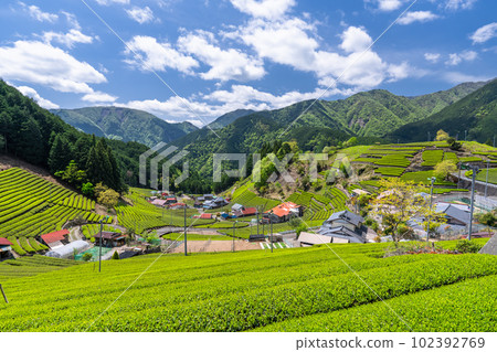《靜岡縣》天空中的茶田，山間寧靜的村莊 102392769