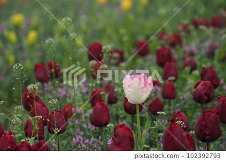 Tulip field in the park Tulip field in the park 102392793