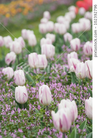 在鬱金香領域的白花 在鬱金香領域的白花 102392796