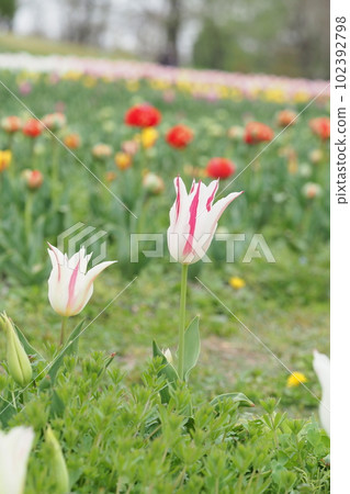 Instead of tulip flowers Instead of tulip flowers 102392798