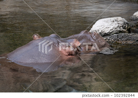 河馬 102392844