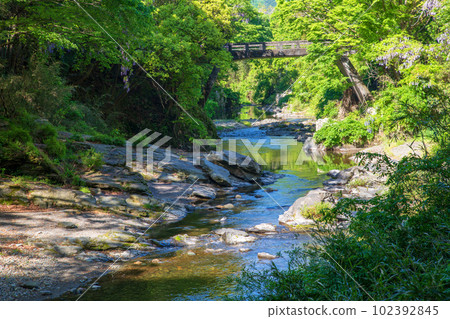嵐山谷 月川 清新的綠色風景 102392845