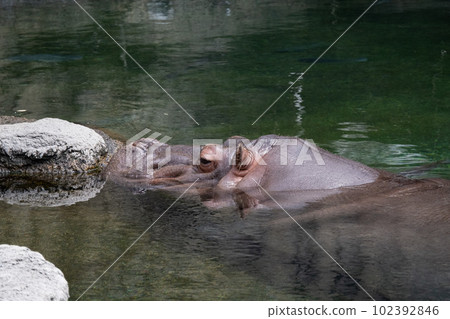 河馬 102392846