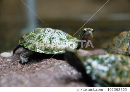 Turtle Turtle 102392863
