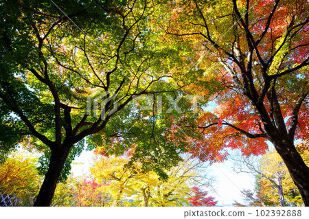 秋天的三種顏色 秋天的三種顏色 102392888