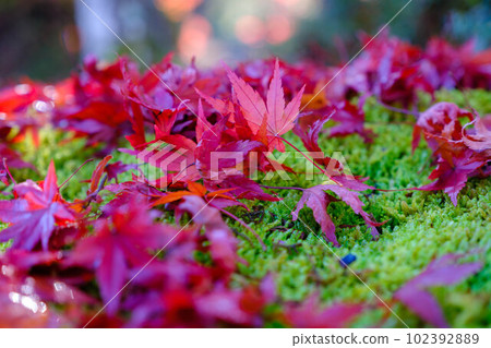 完成秋的角色 102392889