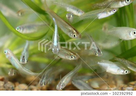 日本觀賞鱂魚在明亮的水族箱中游動並閃閃發光的外觀。 102392992