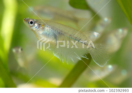 一隻鰭發達的雄性印度青鱂 (Orizius dansina) 在明亮的水族箱中游泳。 102392993