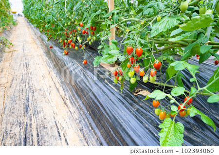 Tomato farmer's plastic house 102393060