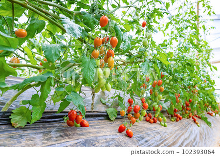 番茄農民的塑料房子 番茄農民的塑料房子 102393064