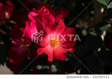 rose rose 102393113