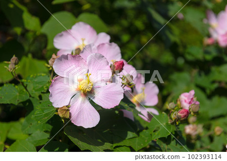 Yakushima Island, the Island of Gods: Sakishima Hibiscus (October) 102393114