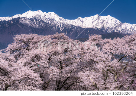 《長野縣》長野縣大町市的春景，盛開的櫻花和北阿爾卑斯山 102393204