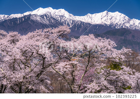 《長野縣》長野縣大町市的春景，盛開的櫻花和北阿爾卑斯山 102393225