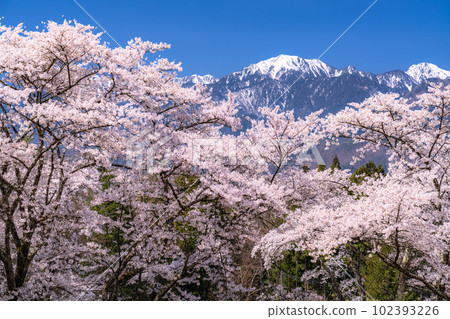《長野縣》長野縣大町市的春景，盛開的櫻花和北阿爾卑斯山 102393226