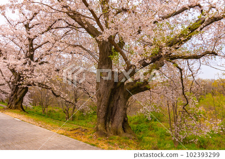[京都風景] Sewaritei，吉野櫻花樹的壯觀全景 102393299