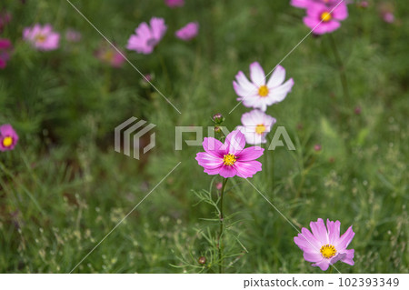 Yakushima Offshore Alps Cosmos (November) 102393349
