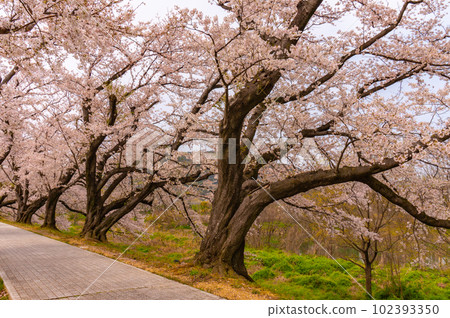 [Kyoto scenery] Sewaritei, a spectacular panorama of Yoshino cherry trees 102393350