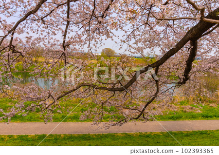 [京都風景] Sewaritei，吉野櫻花樹的壯觀全景 102393365