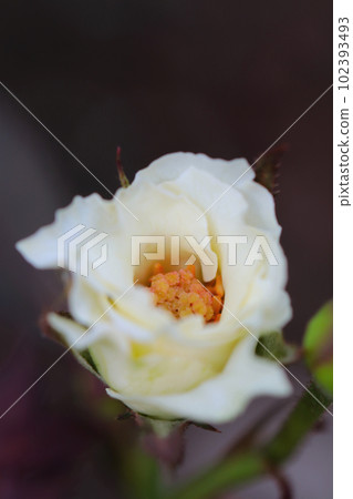 一朵象牙色高貴的玫瑰花（使用微距鏡頭，室外自然光，黑色背景） 102393493