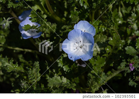 Nemophila Nemophila 102393501