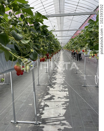 Strawberry picking Strawberry picking 102393502