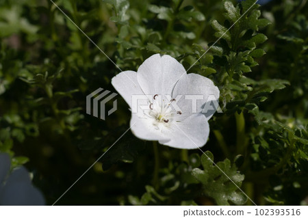 Nemophila 102393516