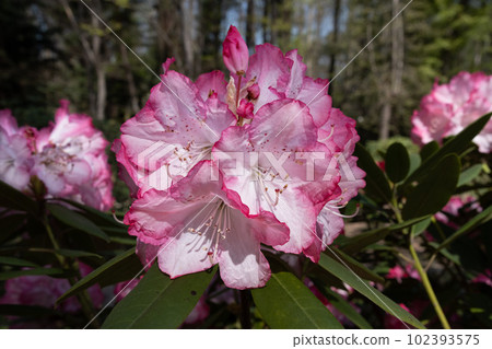 Rhododendron 102393575