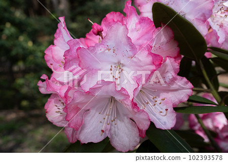 Rhododendron 102393578