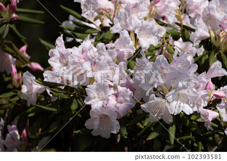 Rhododendron 102393581
