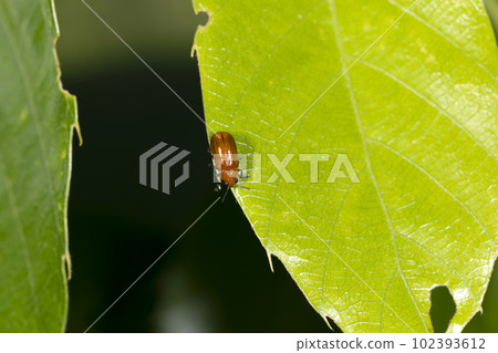 Leaf beetle 102393612