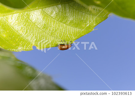 Leaf beetle Leaf beetle 102393613