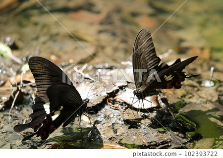 幾隻和尚燕尾魚在礫石河岸上捧水（使用微距鏡頭，室外自然光，特寫攝影） 102393722