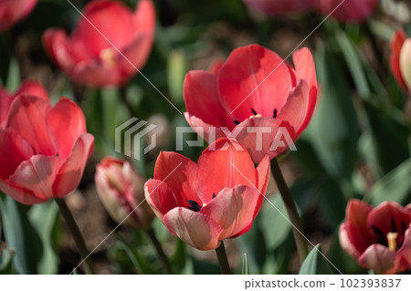 Tulip Tulip 102393837