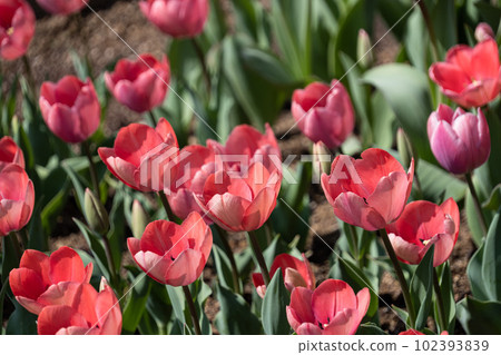 Tulip Tulip 102393839
