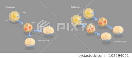 3D Isometric Flat Vector Conceptual Illustration of Monozygotic And Dizygotic Twins 102394091