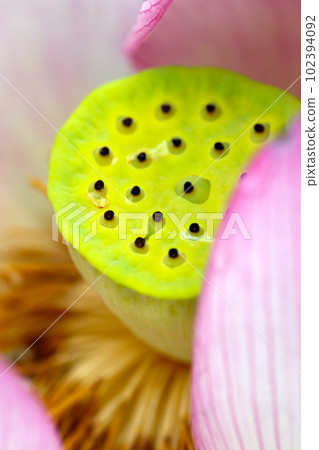 A honeycomb-shaped fluorescent yellow-green flower stalk peeking out from a pink lotus flower (using a macro lens, outdoor natural light, close-up photography) 102394092