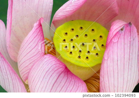 A honeycomb-shaped fluorescent yellow-green flower stalk peeking out from a pink lotus flower (using a macro lens, outdoor natural light, close-up photography) A honeycomb-shaped fluorescent yellow-green flower stalk peeking out from a pink lotus flower (using a macro lens, outdoor natural light, close-up photography) 102394093