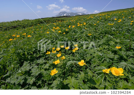 Trollius japonicus community and Mt. Tomuraushi (Daisetsuzan, Hokkaido) Trollius japonicus community and Mt. Tomuraushi (Daisetsuzan, Hokkaido) 102394284