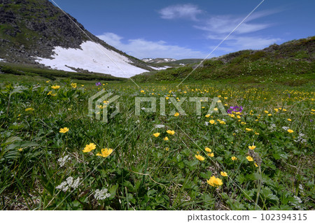 Colony of Miyama Tentula (Hokkaido, Mt. Daisetsu) 102394315