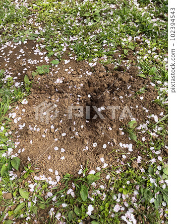Cherry blossom petals and mole holes Cherry blossom petals and mole holes 102394543