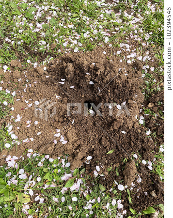 Cherry blossom petals and mole holes 102394546