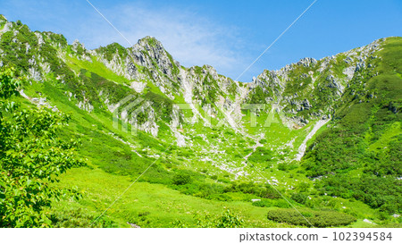 Senjojiki curl (summer) 102394584