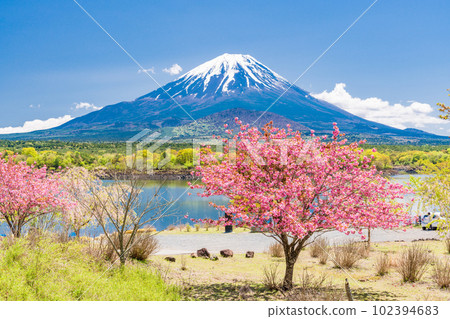 (Yamanashi Prefecture) Mount Fuji viewed from the shore of Lake Shoji where double cherry blossoms are in bloom 102394683